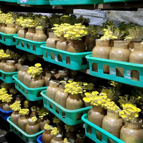 Colheita de cogumelos frescos na fazenda - Sítio Os 4 Caleb Cogumelos