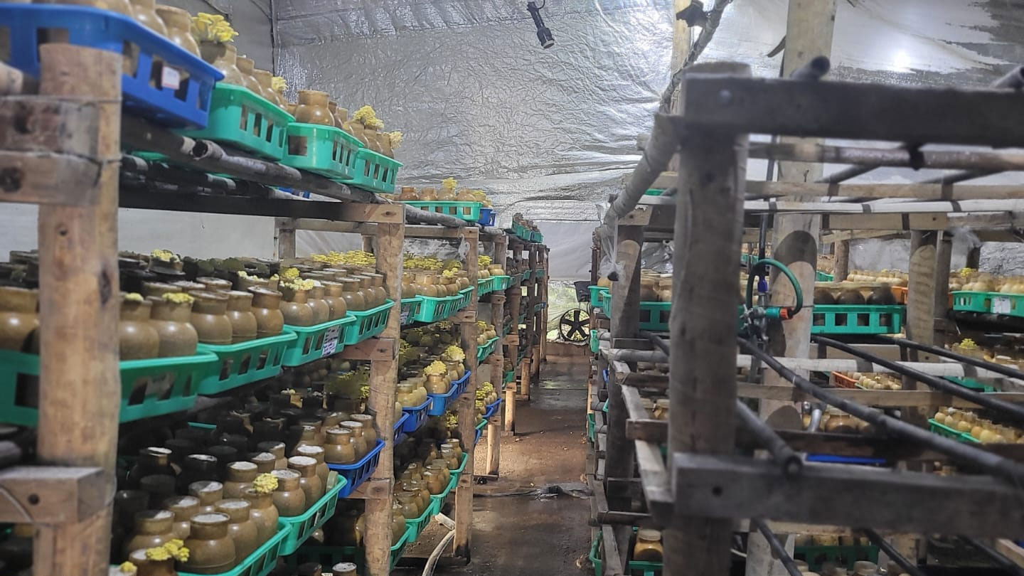 Sítio Os 4 Caleb Cogumelos - Cogumelos frescos direto do produtor